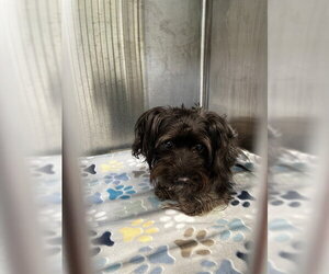 Maltipoo (Miniature) Dogs for adoption in Pearland, TX, USA