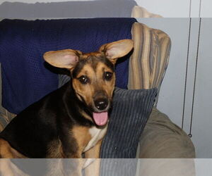 Beagle-Unknown Mix Dogs for adoption in Doylestown, PA, USA