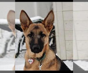 German Shepherd Dog Dogs for adoption in Buffalo, NY, USA