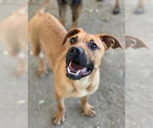 Boxer-Unknown Mix Dogs for adoption in Riverside, CA, USA