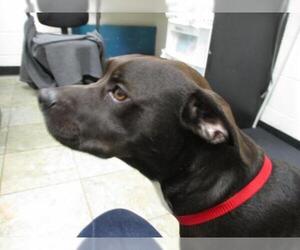 Bulldog-Labrador Retriever Mix Dogs for adoption in Starke, FL, USA