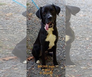 Borador Dogs for adoption in pomfret, CT, USA