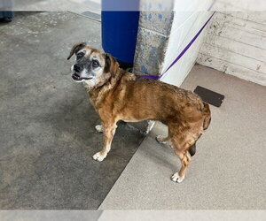 Beagle-Unknown Mix Dogs for adoption in San Bernardino, CA, USA