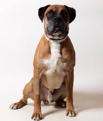 Medium Photo #1 Boxer Puppy For Sale in Cincinnati, OH, USA