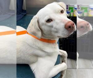Golden Retriever Dogs for adoption in Mobile, AL, USA