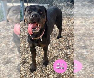 Rottweiler Dogs for adoption in Forestville, MD, USA