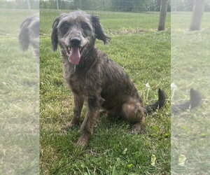 Poodle (Miniature)-Unknown Mix Dogs for adoption in Osgood, IN, USA