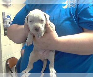 American Pit Bull Terrier-Unknown Mix Dogs for adoption in Fayetteville, NC, USA