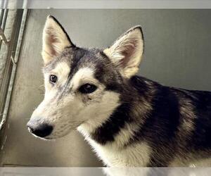 Siberian Husky Dogs for adoption in San Bernardino, CA, USA