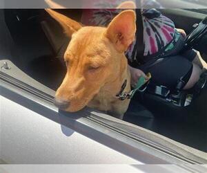 Carolina Dog Dogs for adoption in San Antonio, TX, USA