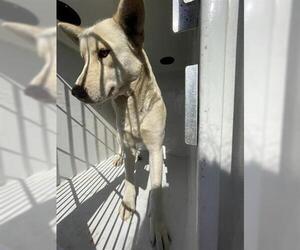 Huskies -Unknown Mix Dogs for adoption in Houston, TX, USA