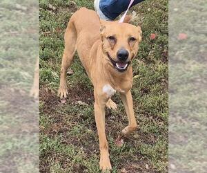 Mutt Dogs for adoption in Decatur, IL, USA