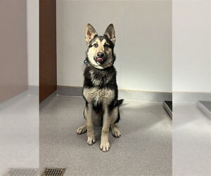 Siberian Husky Dogs for adoption in Rancho Cucamonga, CA, USA