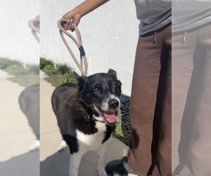 Border Collie-Unknown Mix Dogs for adoption in Sanford, FL, USA