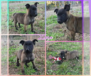 Mutt Dogs for adoption in Blacksburg, SC, USA