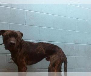 American Pit Bull Terrier Dogs for adoption in Downey, CA, USA