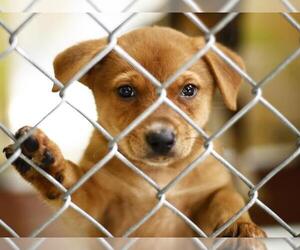 Mutt Dogs for adoption in Tulsa, OK, USA