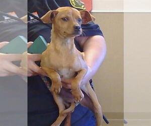 Chihuahua Dogs for adoption in Sacramento, CA, USA