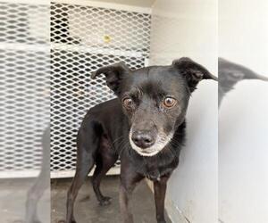 Chihuahua Dogs for adoption in Bakersfield, CA, USA