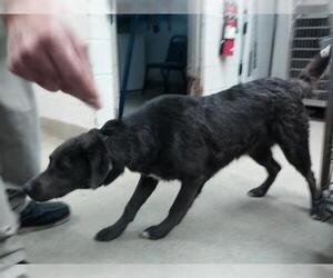 American Pit Bull Terrier-Unknown Mix Dogs for adoption in Oklahoma City, OK, USA