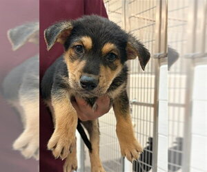 Mutt Dogs for adoption in Houston, TX, USA