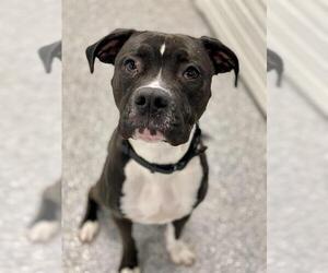 Boxer-Unknown Mix Dogs for adoption in Westminster, MD, USA