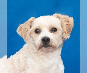 Maltese-Unknown Mix Dogs for adoption in Pasadena, CA, USA