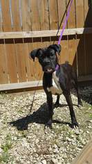 Boxer Dogs for adoption in Hankamer, TX, USA