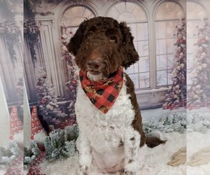 Labradoodle Dogs for adoption in Oakhurst, NJ, USA