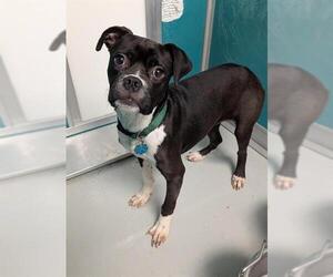 American Pit Bull Terrier-Unknown Mix Dogs for adoption in Oklahoma City, OK, USA
