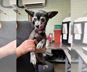 Chihuahua Dogs for adoption in Stockton, CA, USA