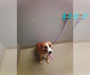Labrador Retriever-Unknown Mix Dogs for adoption in Las Vegas, NV, USA