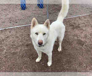 Medium Photo #1 Alaskan Malamute Puppy For Sale in Brighton, CO, USA