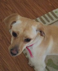 Beagle-Italian Greyhound Mix Dogs for adoption in Forreston, TX, USA