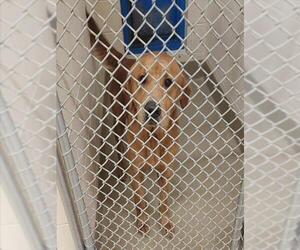 Golden Labrador Dogs for adoption in Anchorage, AK, USA