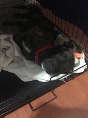 Labrador Retriever Dogs for adoption in Osteen, FL, USA