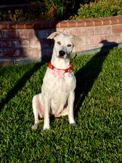Labrador Retriever Dogs for adoption in Prosser, WA, USA