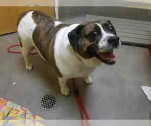 Beabull Dogs for adoption in Forestville, MD, USA