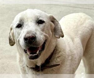 Great Pyrenees-Unknown Mix Dogs for adoption in Pueblo, CO, USA