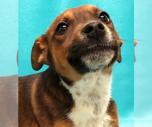 Bogle Dogs for adoption in Morton Grove, IL, USA