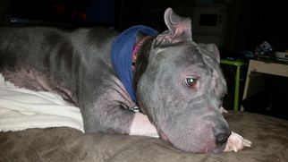 Staffordshire Bull Terrier Dogs for adoption in Akron, OH, USA