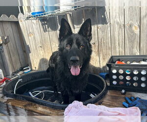 German Shepherd Dog Dogs for adoption in Ocala, FL, USA