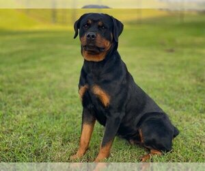 Rottweiler Dogs for adoption in St. Cloud, FL, USA