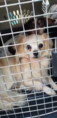 Malchi Dogs for adoption in Benton, LA, USA