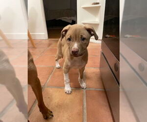 American Staffordshire Terrier-Unknown Mix Dogs for adoption in San Juan Capistrano, CA, USA