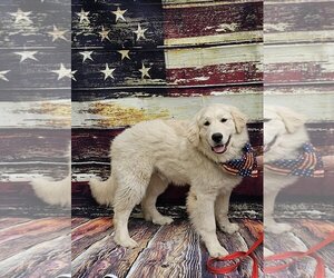 Golden Pyrenees Dogs for adoption in Croydon, NH, USA