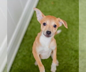 Mutt Dogs for adoption in Canton, CT, USA