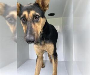 German Shepherd Dog-Unknown Mix Dogs for adoption in Houston, TX, USA