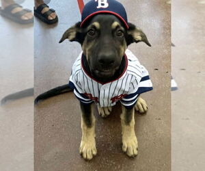 German Shepherd Dog-Weimaraner Mix Dogs for adoption in Des Moines, IA, USA