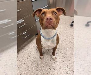 American Pit Bull Terrier-Unknown Mix Dogs for adoption in Brighton, CO, USA